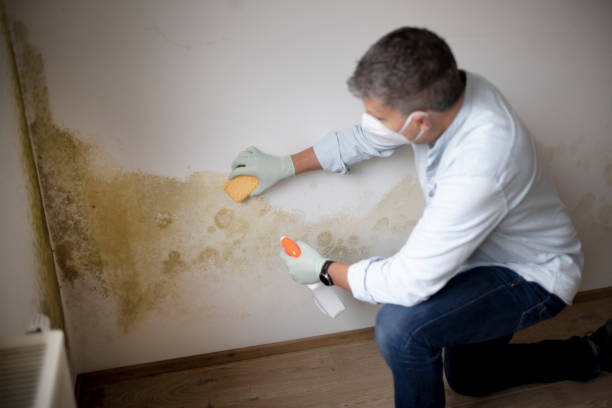 Best Mold-Related Health Consultation  in Four Corners, MD