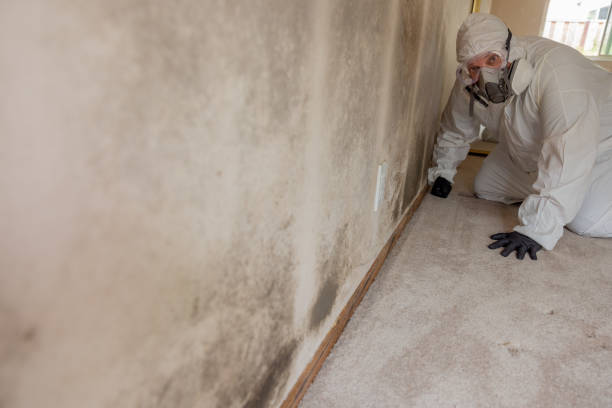 Best Mold Damage Restoration  in Four Corners, MD